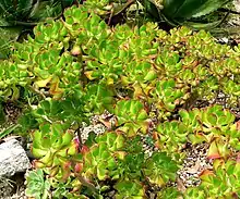 Sedum dendroideum