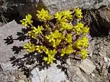 Sedum lanceolatum