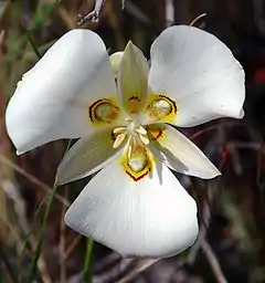 Calochortus nuttallii: Tepals in two clearly distinguished whorls of three sepals and three petals