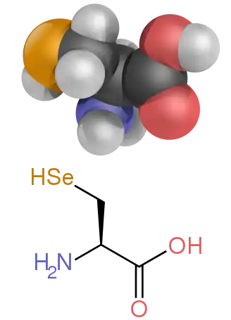 A diagram showing the structure of selenocysteine