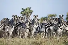 A herd of Selous' zebras in Mozambique.