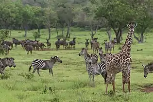 Masai giraffes, plains zebras and blue wildebeests