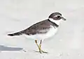 Playero acollarado(Charadrius semipalmatus)