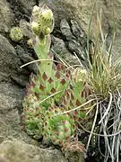 Budding inflorescences in the wild