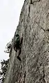 Climber on "Castor," east face of Seneca Rocks