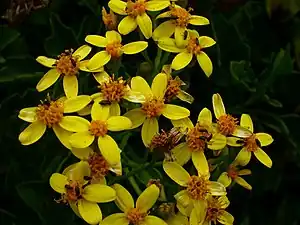 Senecio angulatus (creeping groundsel)