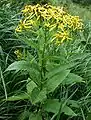 Plant of Senecio ovatus