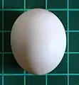 Senegal parrot egg(on 1 cm grid)