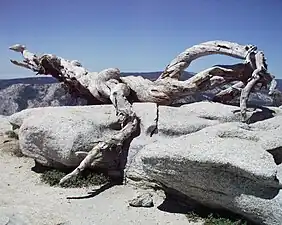 The Jeffrey Pine shortly after it fell in 2003