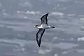 Cory's Shearwater in flight