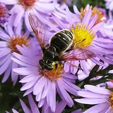 Sericomyia militaris female