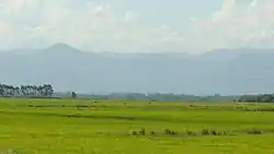 The Argentine Pampas grasslands.