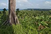 Interior forest