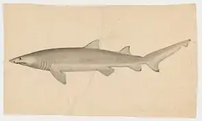 watercolor of a shark