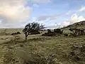 Wind-blown tree on the moor above Sharptor