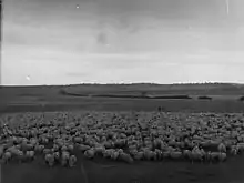 Bungaree with a mob of 1,960 sheep which had just walked to Bungaree from Paralana Station.