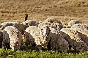 Image 21Sheep grazing in rural Australia. Early British settlers introduced Western stock and crops and Australian agriculture now produces an abundance of fresh produce. (from Culture of Australia)