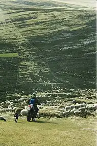 Sheep gathering on Weddell Island