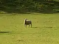 A sheep near Malcombe sector