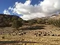 Goats and sheep in the foothill of Zardkuh