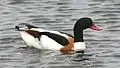 Shelduck