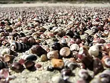 Shells on the beach