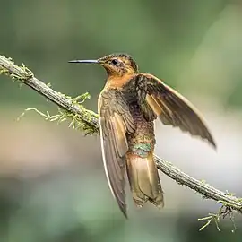 showing iridescent feathers on back