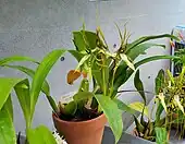 A flowering example of Brassia arcuigera.