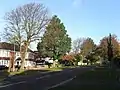 Guernsey Elm in late October, Shirley Drive, Hove