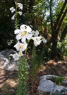 Flowers of Lilium candidum