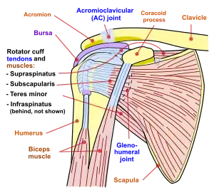 Human shoulder joint, front view