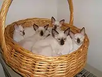 Seal point Siamese kittens