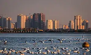 Siberian birds in Tehran Chitgar Lake.