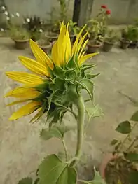 Rear view of a sunflower head