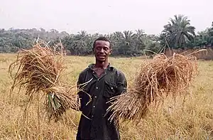 Image 3A farmer with his rice harvest in Sierra Leone. Two-thirds of Sierra Leone's population are directly involved in subsistence agriculture. (from Sierra Leone)