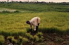 Image 40Rice farming in Rolako (from Sierra Leone)