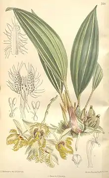 S. fimbriata