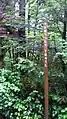 sign for Fossli Trail rises above a salal bush