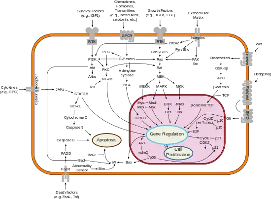 Some signal transduction pathways. MAP4K is not labelled.