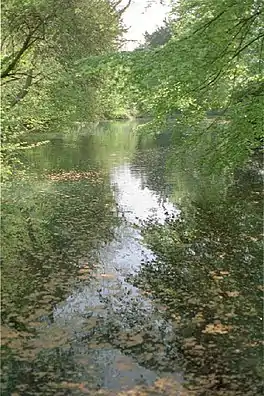 Small lake surrounded by trees