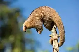 Silky Anteater