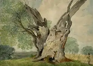 The Old Oak at Winfarthing (1817), watercolour over pencil on paper, Norfolk Museums Collections. Sillett made two oil paintings of the same tree in 1812 and 1817.