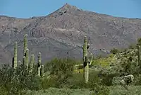 Carnegiea gigantea cacti on Silly Mountain, Arizona.