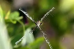 Silver argiope (Argiope argentata) in Jamaica