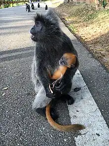 Mother and baby at Bukit Melawati in Kuala Selangor, Malaysia