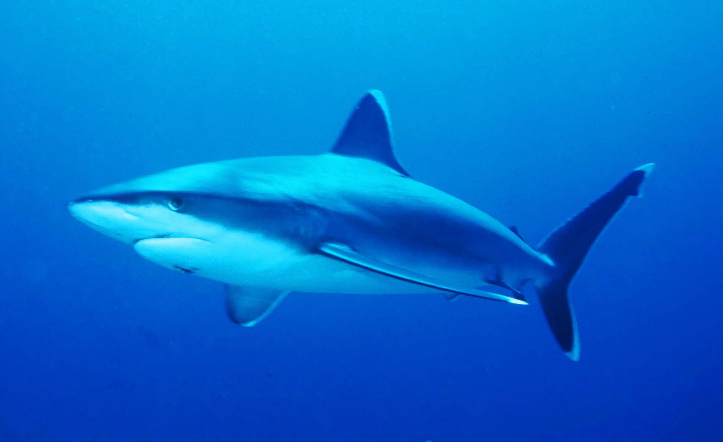 Wild silvertip shark