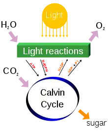 Image 40Photosynthesis changes sunlight into chemical energy, splits water to liberate O2, and fixes CO2 into sugar. (from Carbon dioxide in Earth's atmosphere)