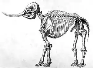 Image 14Drawing of a mastodon skeleton by Rembrandt Peale (from History of Wisconsin)