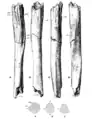 Humerus II