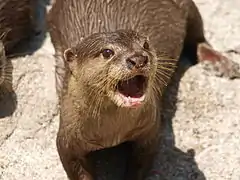 Asian small-clawed otter